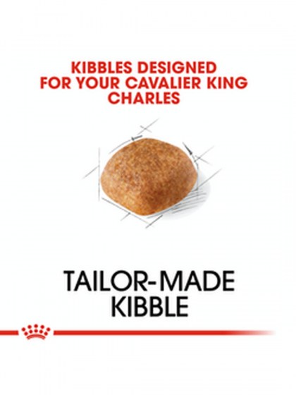 BHN CAVALIER KING CHARLES 1,5K_web3